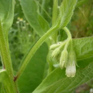 fleurs de consoude officinale Visuel