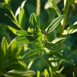feuilles de grémil des teinturiers Visuel