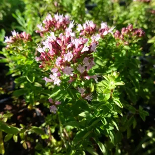 fleurs d&amp;#039;origan compact Visuel