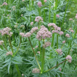 fleurs et graines de valériane Visuel