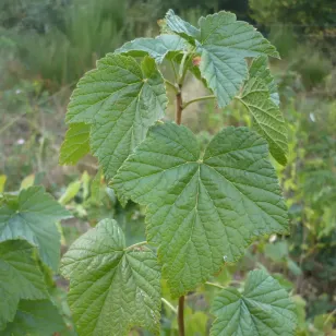 plant de cassis Visuel