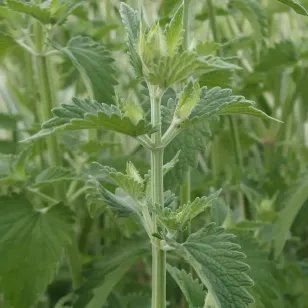 Cataire, Herbe à chat (plant) Visuel
