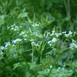 fleurs de cerfeuil Visuel