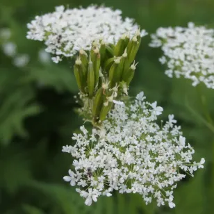 fleurs et graines de cerfeuil musqué Visuel
