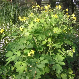 plant de chélidoine en fleurs Visuel