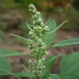 graines de chenopode blanc Visuel