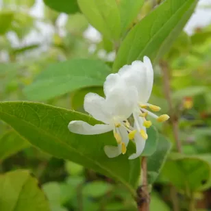 fleurs de chevrefeuille odorant Visuel
