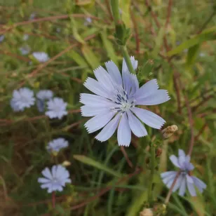 Fleur de chicorée Visuel