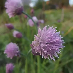 fleurs de ciboulette Visuel