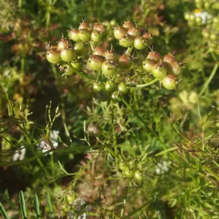 graines de coriandre vertes Visuel