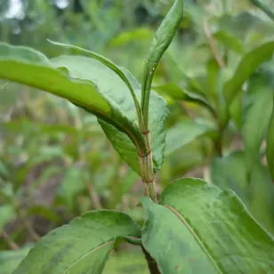 feuilles de rau ram Visuel