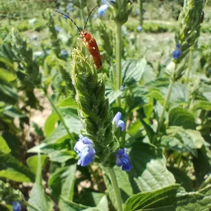 Chia (graines) Visuel