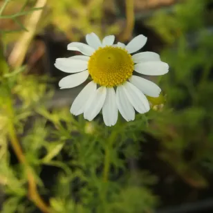 fleur de camomille matricaire Visuel