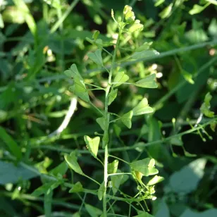 fleurs et graines de bourse a pasteur Visuel
