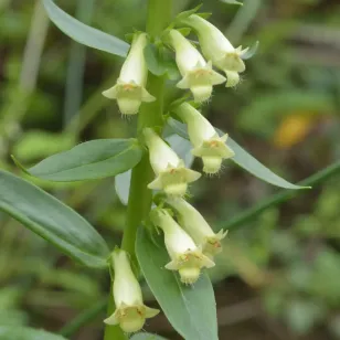 fleurs de digitale jaune Visuel
