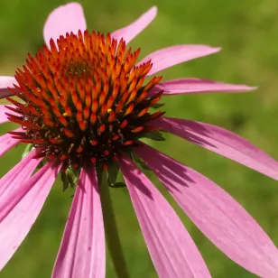 Échinacée pourpre (graines) Visuel