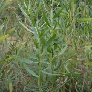 plant d&amp;#039;estragon français Visuel