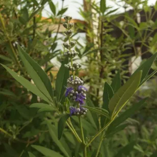 Gattilier (graines) Visuel