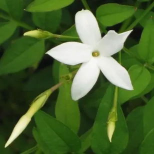 Jasmin officinal (plant) Visuel