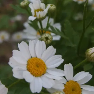 plant de margueritte en fleur Visuel