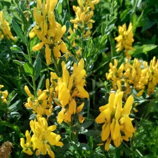 fleurs de genet des teinturiers Visuel