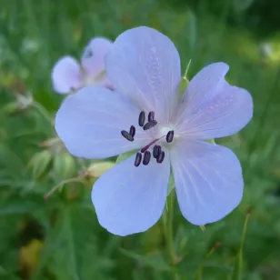 Fleur de geranium pratense Visuel