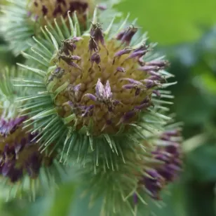 graines de grande bardane Visuel