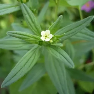 Grémil des teinturiers (plant) Visuel