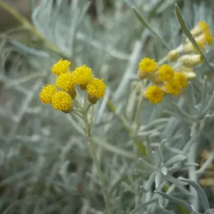 fleurs d&amp;#039;hélichryse d&amp;#039;Italie Visuel
