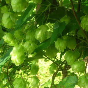 plant d&amp;#039;houblon femelle avec cones Visuel