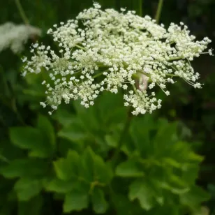 fleurs d&amp;#039;impératoire Visuel