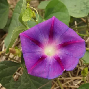 fleurs d&amp;#039;ipomee bleue Visuel