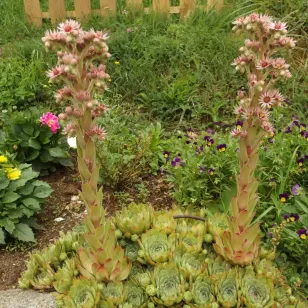 plant de joubarbe des toits Visuel