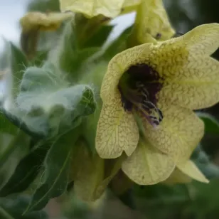 fleurs de jusquiame noire Visuel