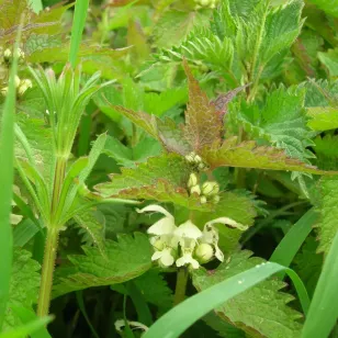 plant de lamier blanc en fleurs Visuel