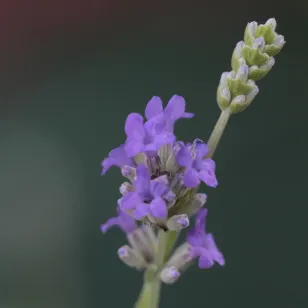 fleurs de lavande vraie Visuel
