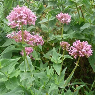 fleurs de lilas d&amp;#039;espagne Visuel