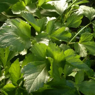 feuilles de maceron Visuel