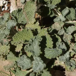 plant de marrube Visuel