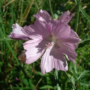 fleur de mauve musquée Visuel