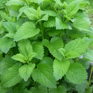 feuilles de melisse Visuel