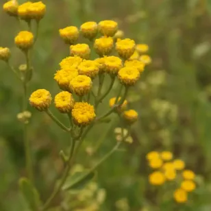 fleurs de menthe coq Visuel