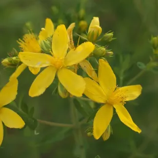 fleurs de millepertuis perforé Visuel