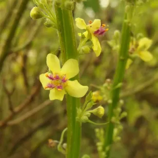 fleur de molene noire Visuel