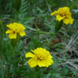 fleurs d&amp;#039;oeillet d&amp;#039;inde jaune Visuel