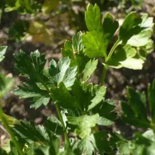 feuilles de persil plat Visuel