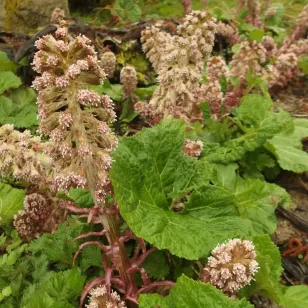 plant de petasite officinal Visuel