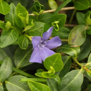 fleur de petite pervenche Visuel