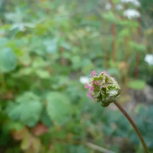 fleurs de petite pimprenelle Visuel