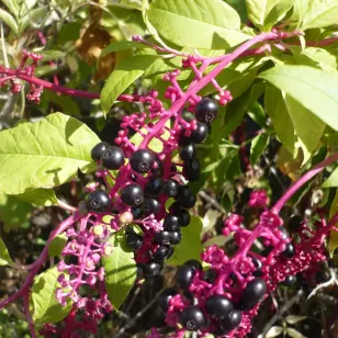 graines de phytolaque Visuel